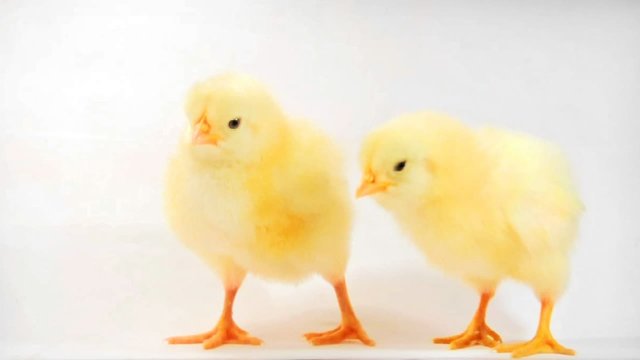 Twins