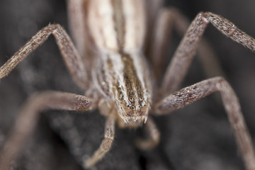 Running crab spider. Extreme close-up