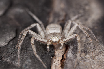 Hunting spider camouflaged on wood.