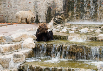A grizzly bear and white bear