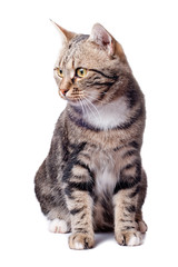 European cat in front on a white background