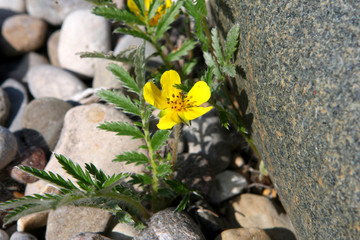 Silverweed Flower - Potentilla anserina