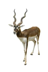 Deurstickers Antilope zwarte bok