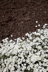 White flower and dirt