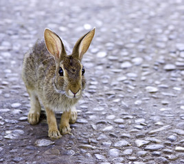 Rabbit on the road
