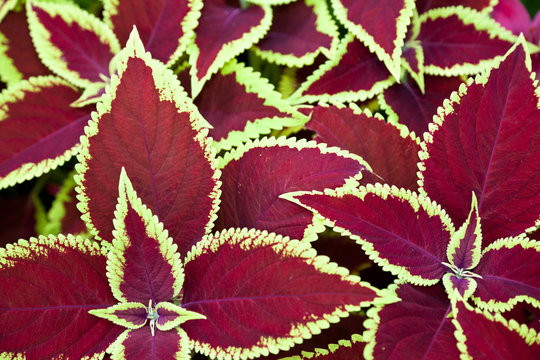 Red Coleus