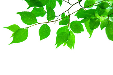Fototapeta na wymiar Gałęzie i liście świeżej zieleni