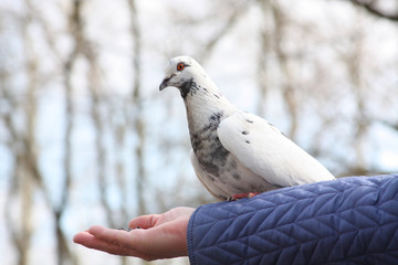Dove feeding in hand