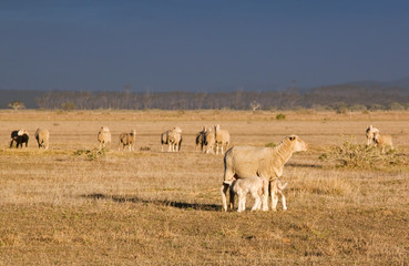 Female sheep with twin lambs