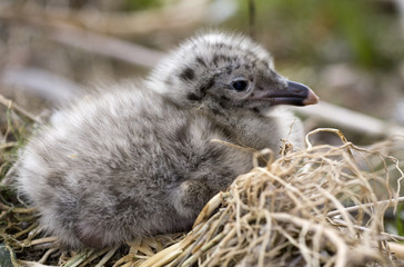 Small seagull in a nest