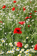 Meadow with spring flowers