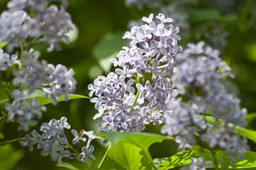Obraz premium Flieder - Syringa