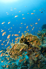 coral reef with many fish