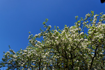 branches d'arbre en fleur