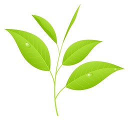 Tea leaves