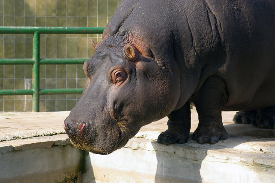 Hippopotamus - Zoo
