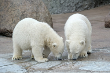 Two polar bears drink from a pool
