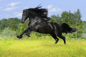 black friesian horse play on the meadow - 23383381