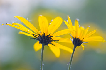 Beautiful yellow flowers