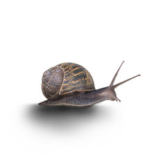 Snail