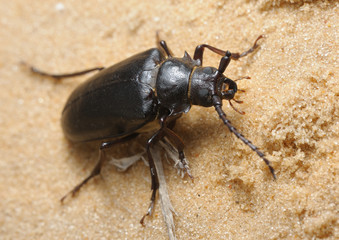 Longhorn beetle