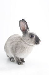 Obraz premium うさぎ