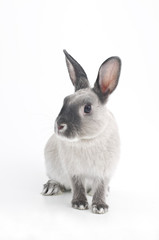 Obraz premium うさぎ