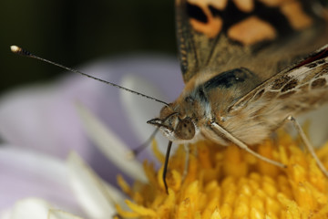 Butterfly drink nectar on flower close up