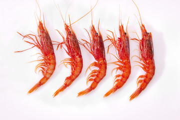 Shrimp,