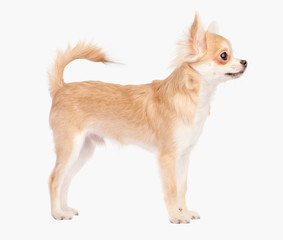 Posing the young chihuahua dog isolated on white