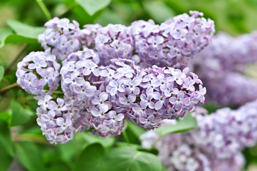 Branch of lilac flowers