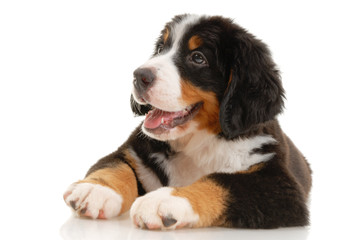 Bernese sennenhund  puppy on a white background