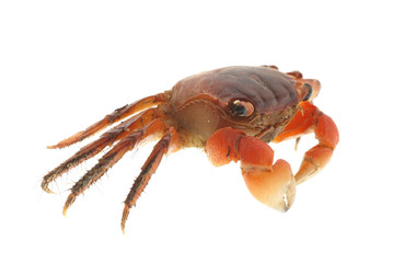 seafood animal red crab isolated