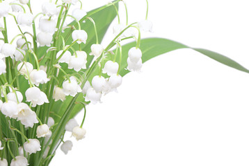 Lily of the valley