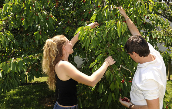 Couple en  cueillette de cerises