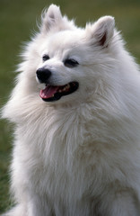 volpino, spitz italien blanc