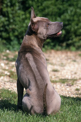 thai ridgeback à la crête dorsale caractéristique