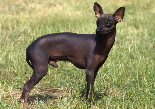 Chien nu du Perou