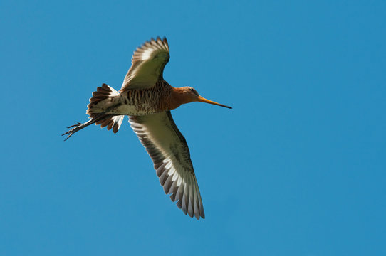 Black-tailed Godwit