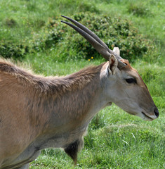 Eland 2