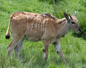 Eland 3
