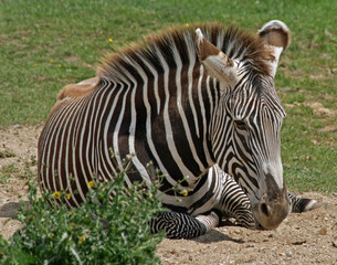 Fototapeta na wymiar Zebra 9