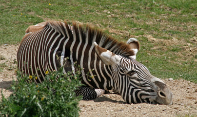 Fototapeta na wymiar Zebra 10