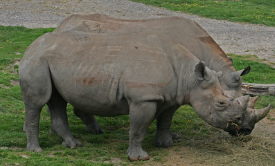 Pair of rhinoerous