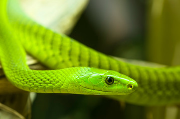 green mamba 2