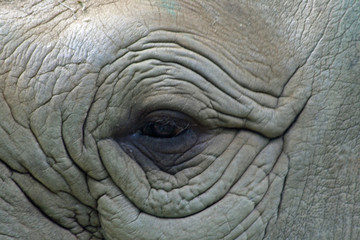 Fototapeta premium Elephant eye