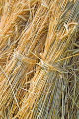 Detail von Strohgarben in einer Hocke