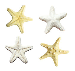 white and yellow seashells on the white