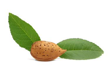 Almonds with green leaves