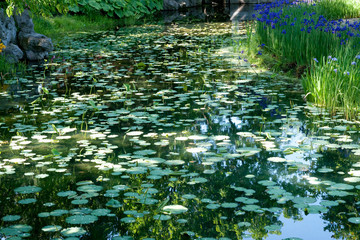 Pond in garden